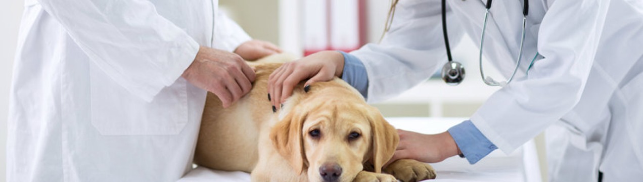 Veterinaria