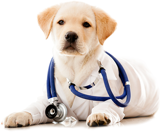 Perro contacto